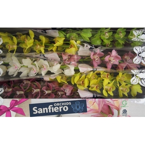 Cymb T Gem 13+,(NL),MPS A,(1)