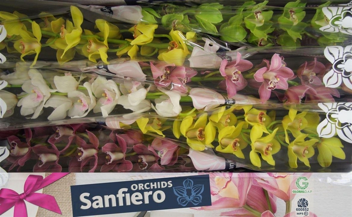 <h4>Cymb T Gem 13+,(NL),MPS A,(1)</h4>