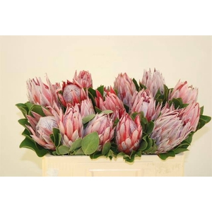 PROTEA CYNAROIDES