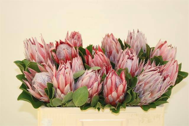 <h4>PROTEA CYNAROIDES</h4>