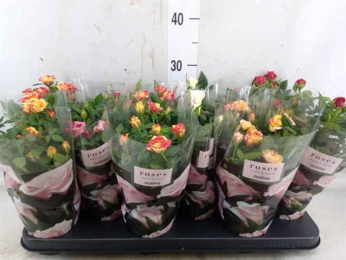 <h4>Rosa  'Victory'   ...mix</h4>