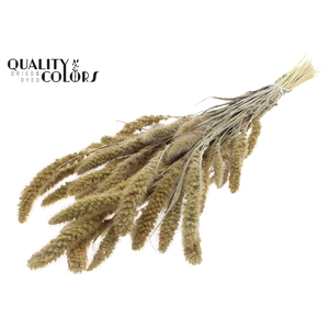 Setaria per bunch Natural