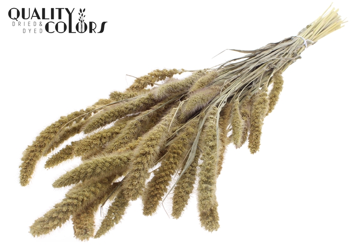 <h4>Setaria per bunch Natural</h4>