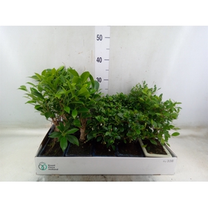 Bonsai   ...mix