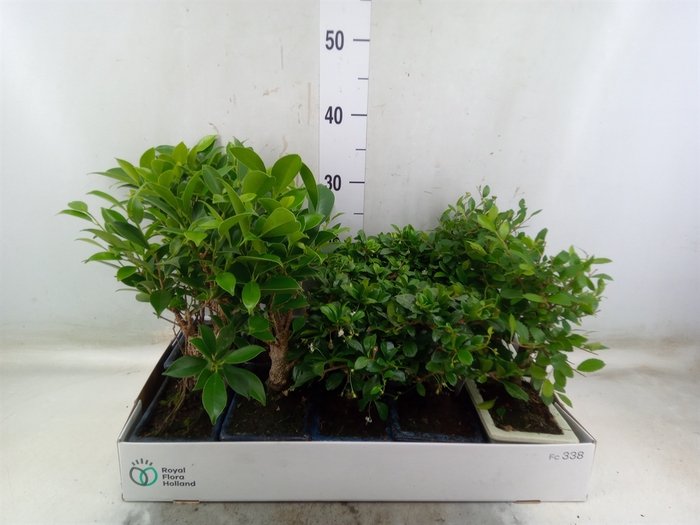 <h4>Bonsai   ...mix</h4>