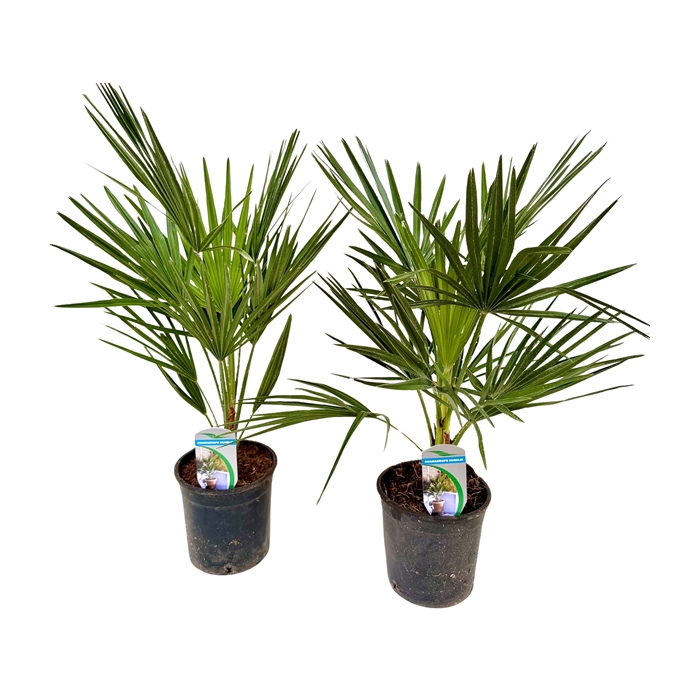 <h4>Chamaerops humilis P14</h4>