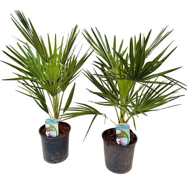 Chamaerops humilis P14