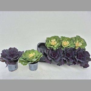 BRASSICA BRASGLAD