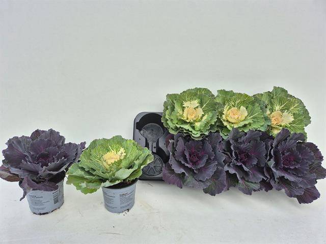 <h4>BRASSICA BRASGLAD</h4>