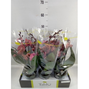 Phalaenopsis   ...rose