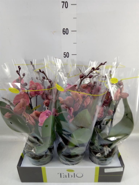 <h4>Phalaenopsis ...rose</h4>
