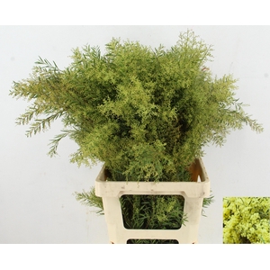 ACACIA BL CL LUNE BS