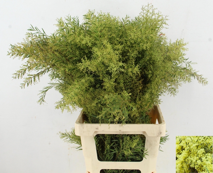 <h4>ACACIA BL CL LUNE BS</h4>