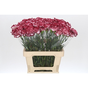 Dianthus St Bacarat