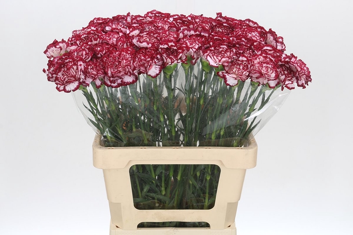 <h4>Dianthus St Bacarat</h4>