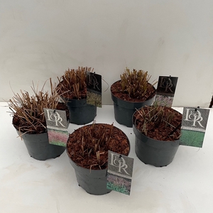 Grasses Mixed P19 (3ltr)