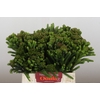 Kaaps Groen Albigreen