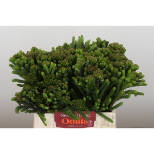 Kaaps Groen Albigreen