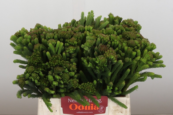 <h4>Kaaps Groen Albigreen</h4>