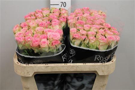 <h4>R Gr Lovely Jewel</h4>