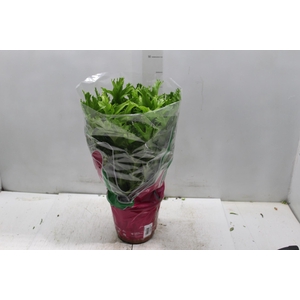 ASPLENIUM CRISSIE P19