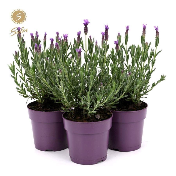 <h4>Lavandula stoec. 'Anouk'</h4>