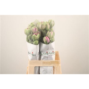 Tu Fr Du Purple Power