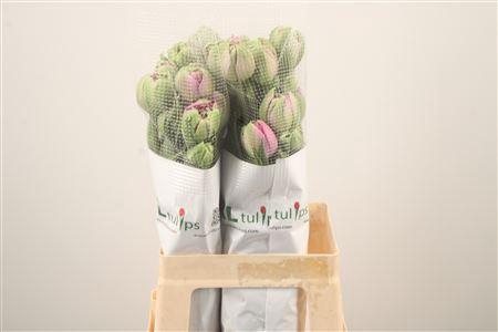 <h4>Tu Fr Du Purple Power</h4>