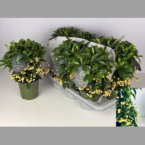 ARDIS CR BOS PR WHIT