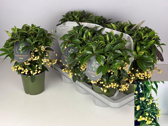 <h4>ARDIS CR BOS PR WHIT</h4>