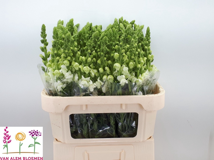 <h4>ANTIR ANTIBES WHITE</h4>
