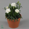 DIANTHUS MINI WIT P7