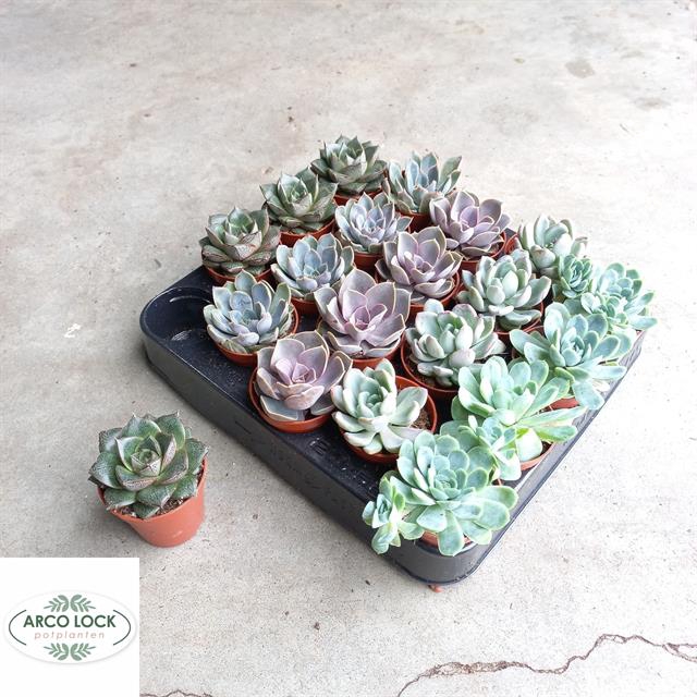 Echeveria mix 5,5Ø 5cm