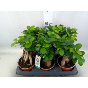 Ficus microcarpa 'Ginseng'