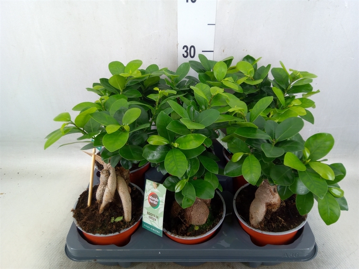 <h4>Ficus microcarpa 'Ginseng'</h4>