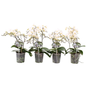 Phal. Multiflora 4/5 tak 