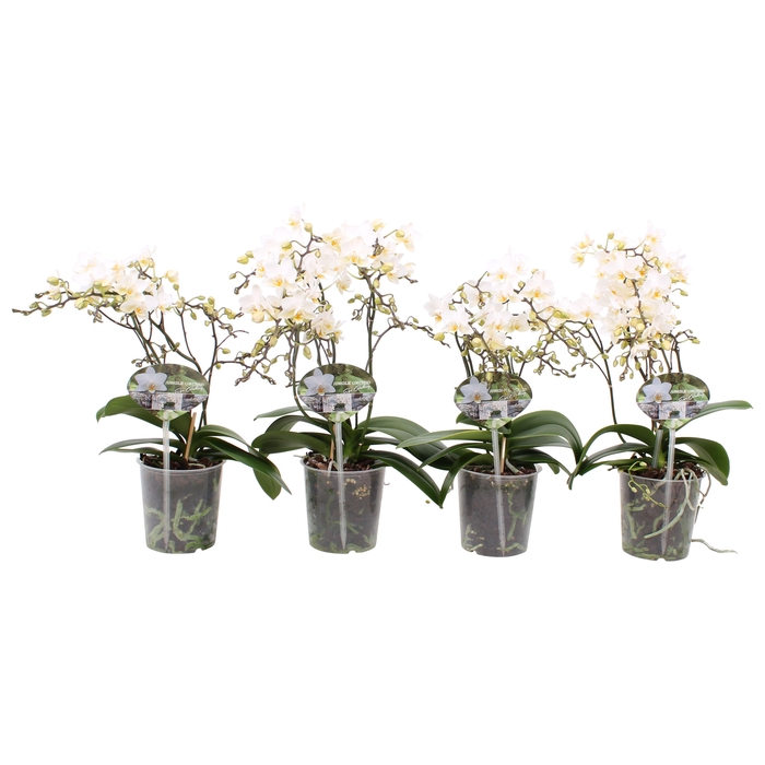 <h4>Phal. Multiflora 4/5 tak "Soft Cloud"</h4>