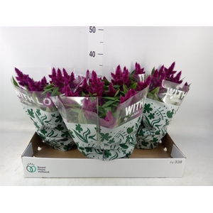 Celosia spic. 'Intenz'