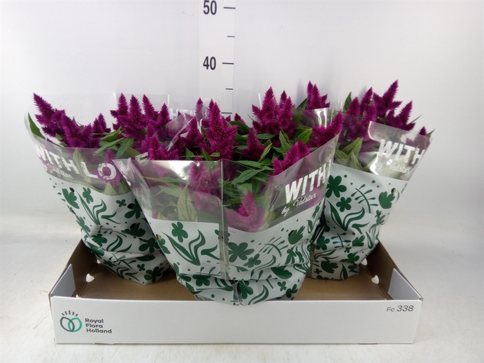 <h4>Celosia spic. 'Intenz'</h4>