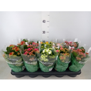 Kalanchoe blos. 'Rosalina'  ..mix 5