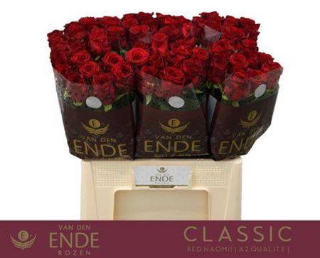 <h4>R Gr Red Naomi!</h4>