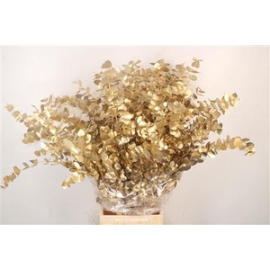 Euca Cinerea Met. Gold Per Bunch