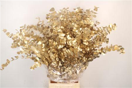 <h4>Euca Cinerea Met. Gold Per Bunch</h4>