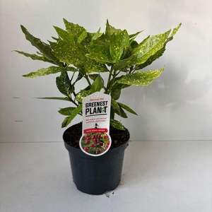 Aucuba japonica 'Variegata'