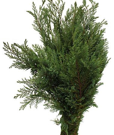<h4>Co Chama Laws Fletcheri</h4>