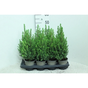 Picea glauca 'Perfecta'