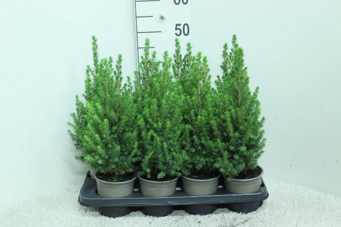 <h4>Picea glauca 'Perfecta'</h4>