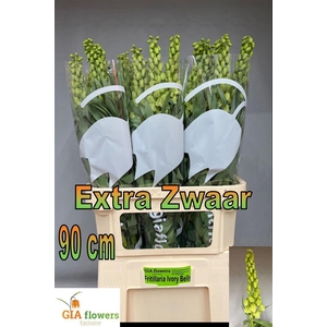 Fritillaria Ivory Bells