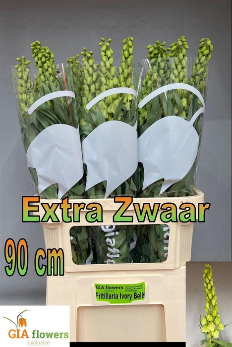 <h4>Fritillaria Ivory Bells</h4>