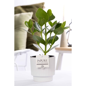 Clusia Rosea Princess in P&PURE Ivy ceramics shiny white